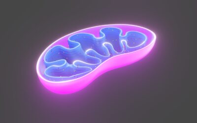 Pas godt på mitokondrierne – dine små celle-kraftværker!